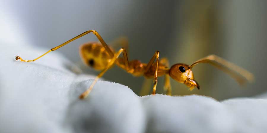 Ant